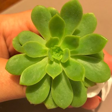 xSedeveria Green Rose