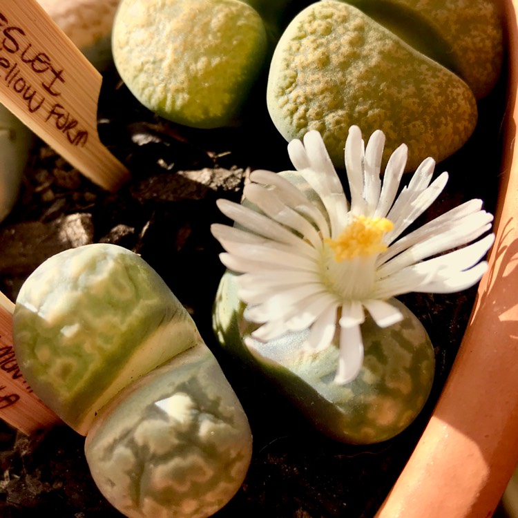 Plant image Lithops Karasmontana Bella