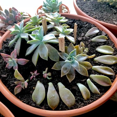 Graptopetalum Paraguayense subsp. Paraguayense