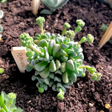 Crassula 'Fernwood'