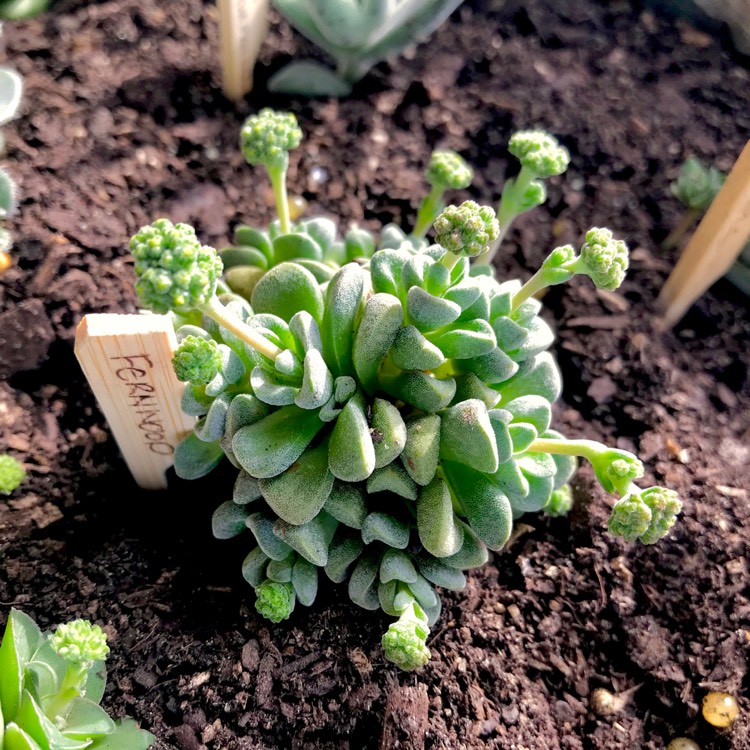 Plant image Crassula 'Fernwood'