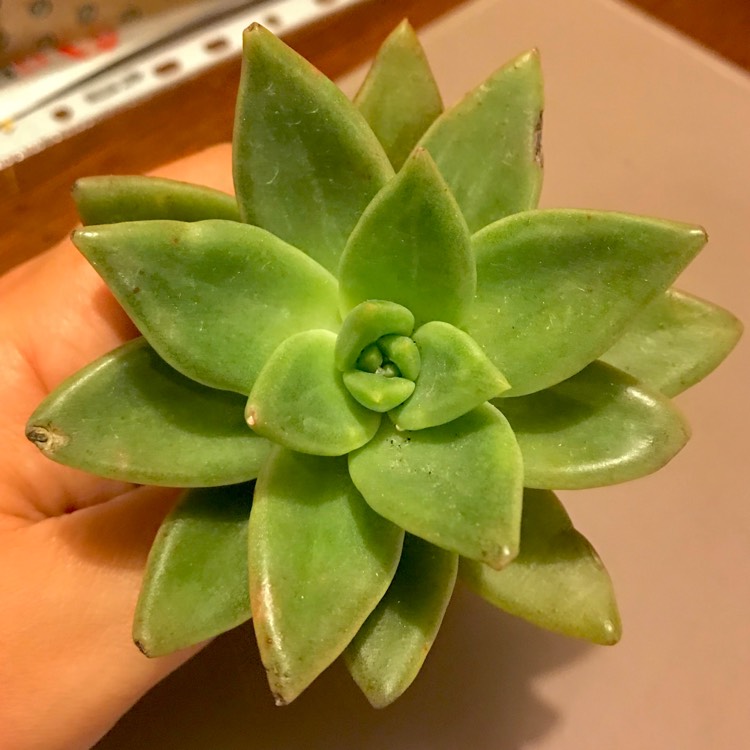 Plant image Echeveria Agavoides Amethystinum