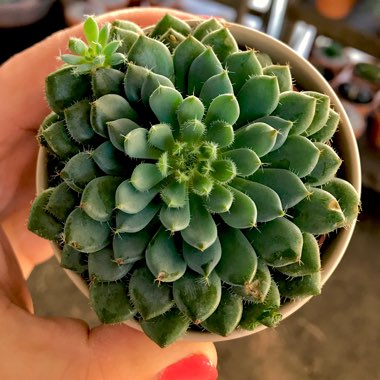 Echeveria Setosa var. Deminuta