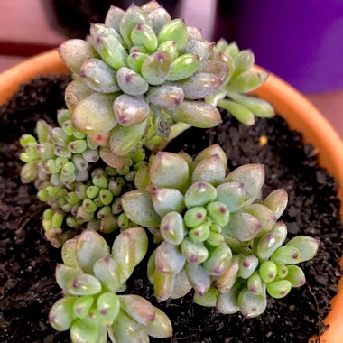 Graptopetalum Pachyphyllum