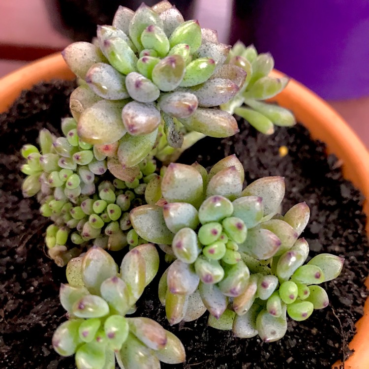 Plant image Graptopetalum Pachyphyllum