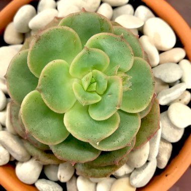 Echeveria Semnan