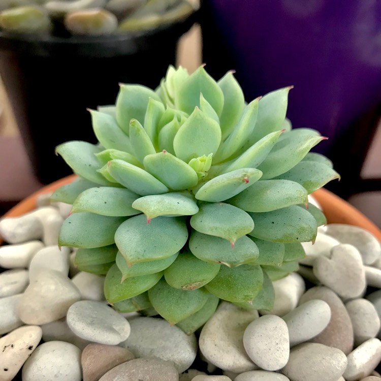 Plant image Echeveria Captain Hay