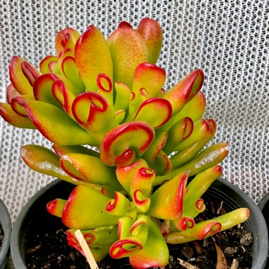 Crassula ovata 'Gollum'