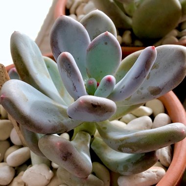 Pachyphytum glutinicaule