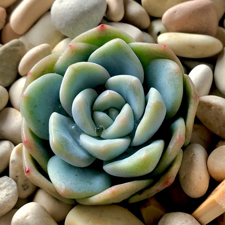 Plant image Echeveria Ice Green