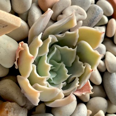 Echeveria Shaviana Timeout