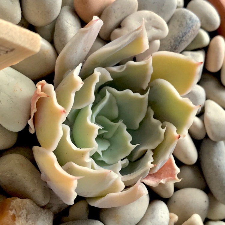 Plant image Echeveria Shaviana Timeout