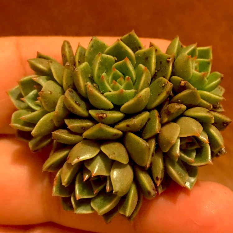 Plant image xGraptoveria Olivia