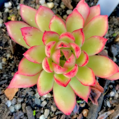 Echeveria Yamatoren