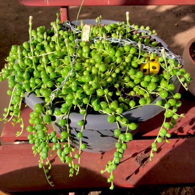 Senecio rowleyanus