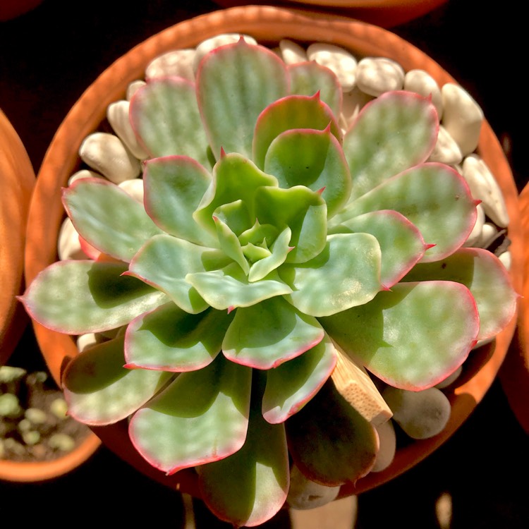 Plant image Echeveria Lazanoi