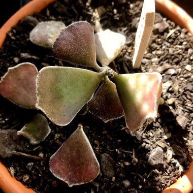 Kalanchoe rhombopilosa var. rhombopilosa