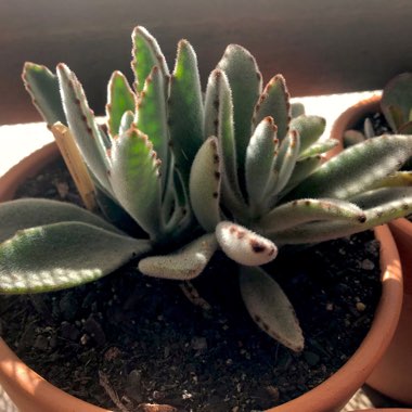 Kalanchoe tomentosa