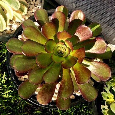 Aeonium Garnet