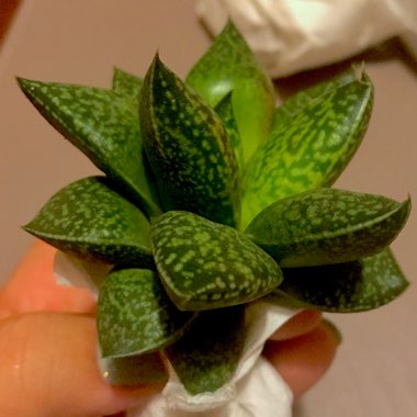 x Gasterhaworthia 'Rosava'