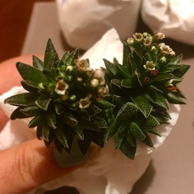 Crassula 'Frosty'