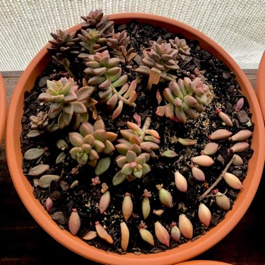 x Graptosedum Bronze