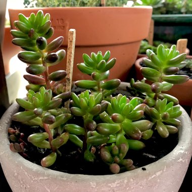 Sedum Rubrotinctum