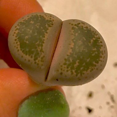 Lithops