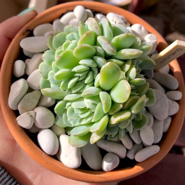 Echeveria Elegans Potosina