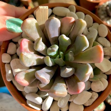 xGraptoveria Topsy Debbi