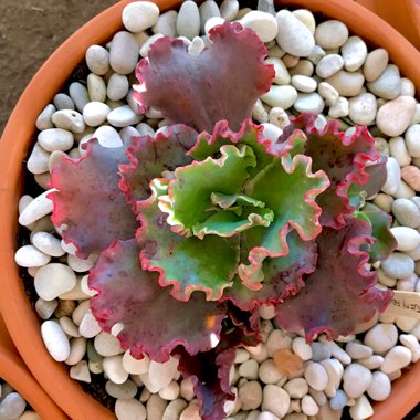 Echeveria Tutti Frutti