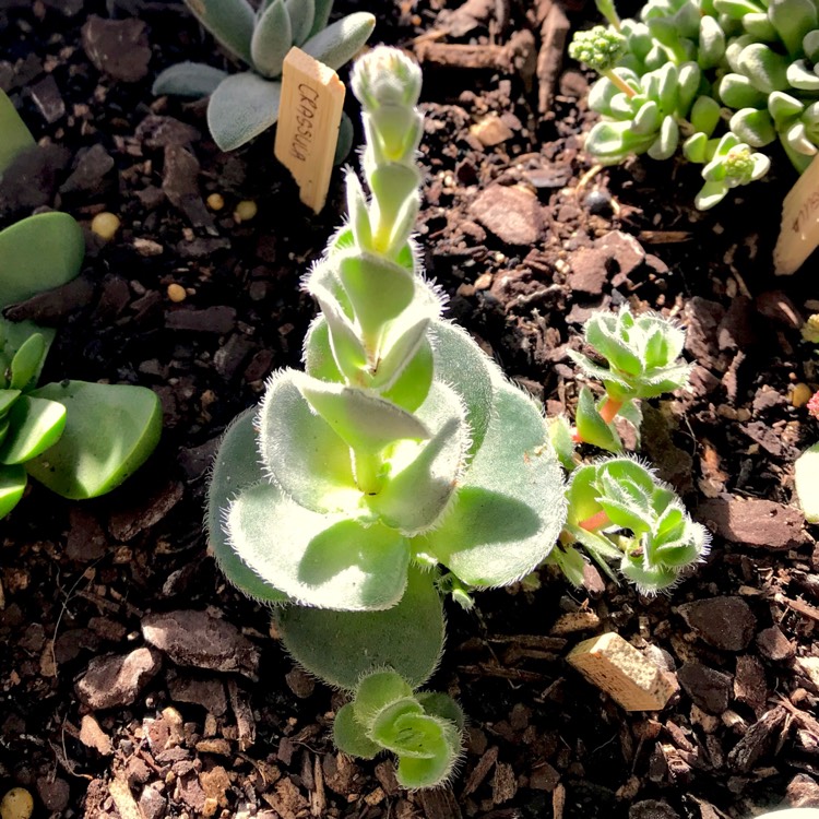 Plant image Crassula Tomentosa var. Glabrifolia