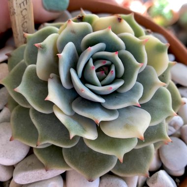 Echeveria Derenceana