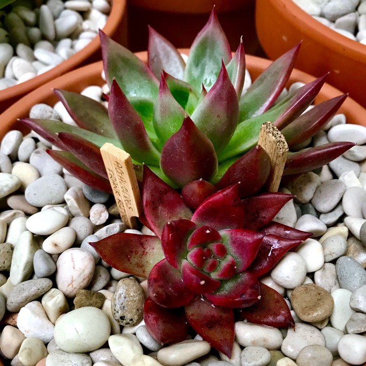 Plant image Echeveria Agavoides Frank Reinelt