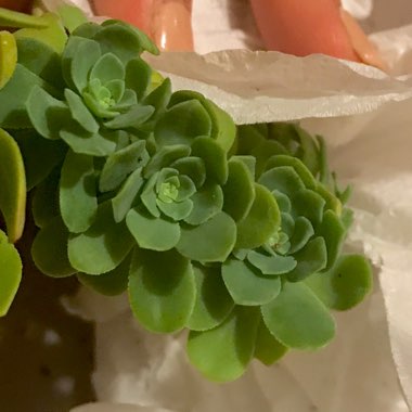 Sedum Palmerii