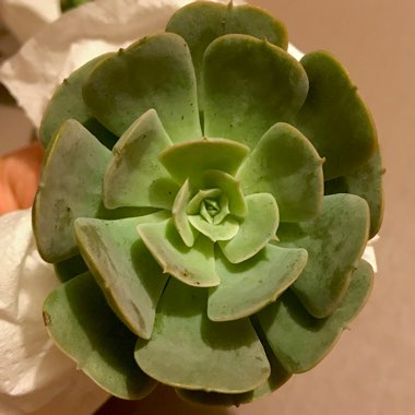 Echeveria Dr Butterfield