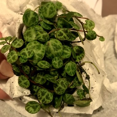 Peperomia prostrata