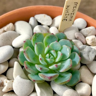 Echeveria Minima White Form