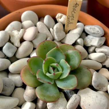 Echeveria Atlantis