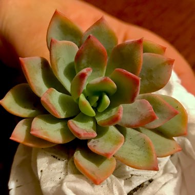 Echeveria Costa Brava