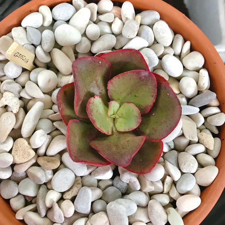 Plant image Echeveria Kissing