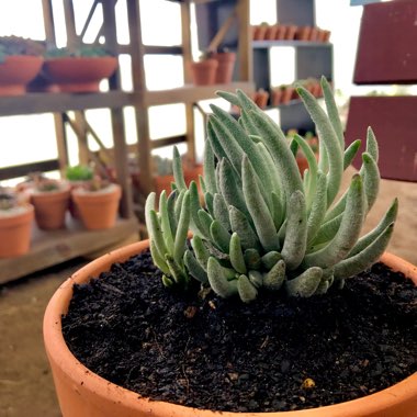 Senecio Scaposus