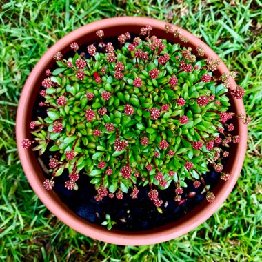 Crassula Radicans