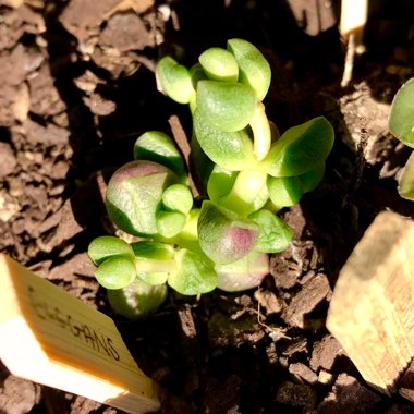 Crassula elegans