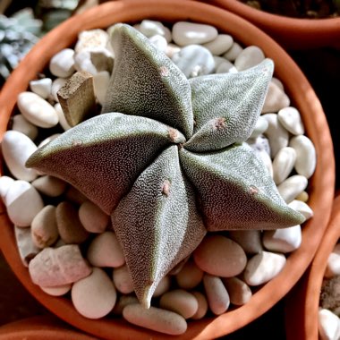 Astrophytum myriostigma