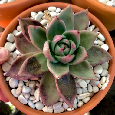 Echeveria Vashon