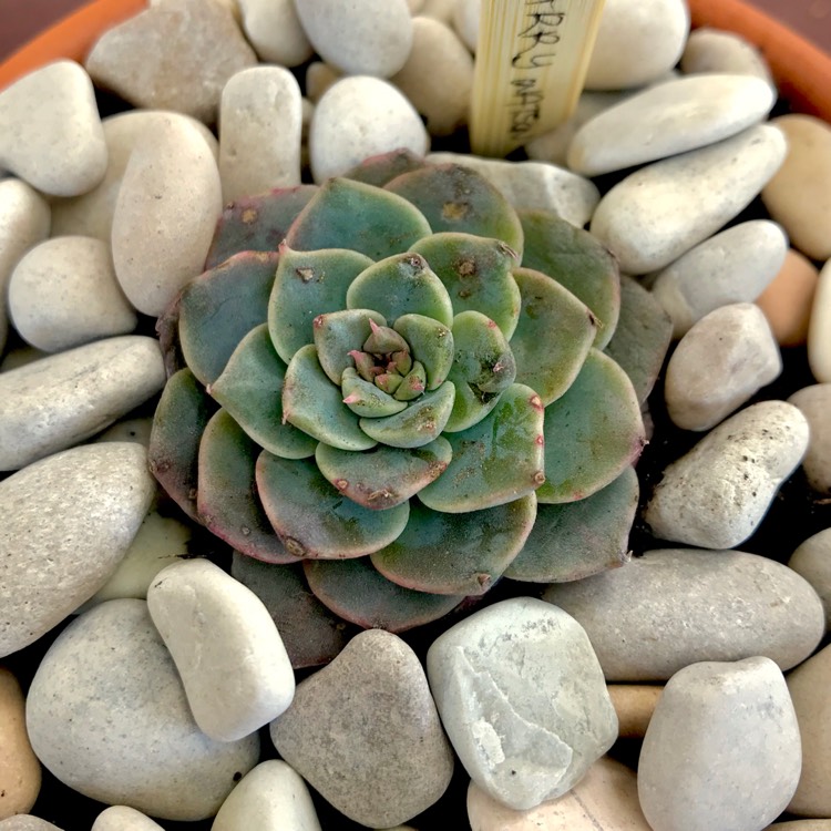 Plant image xGraptoveria Harry Watson