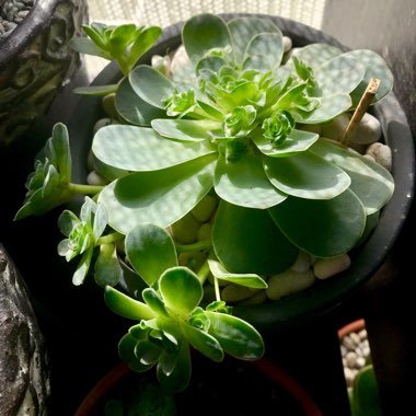 Aeonium Aureum