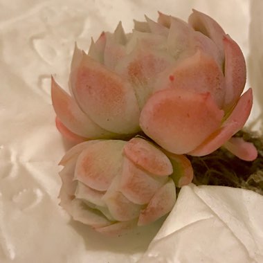 Echeveria Raspberry Ice