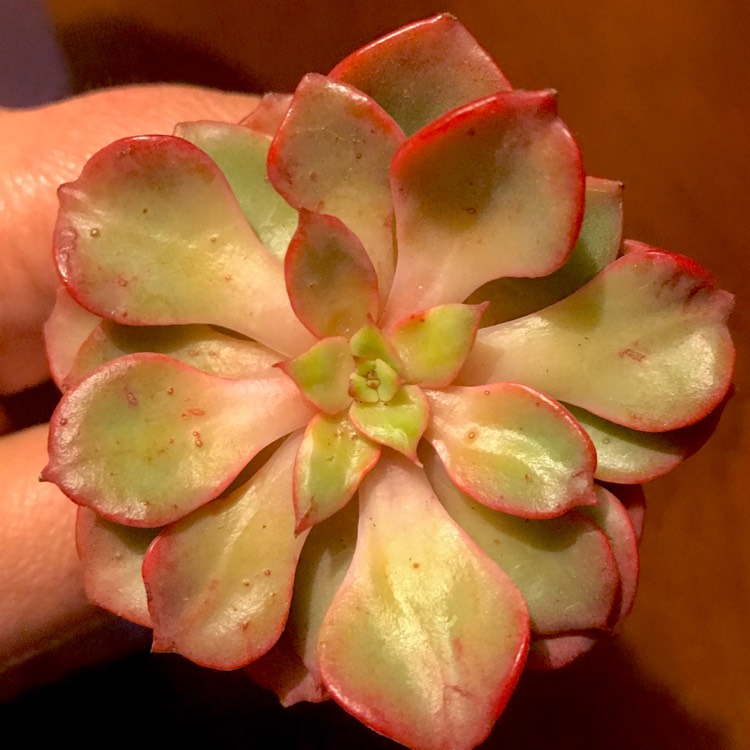 Plant image Echeveria Noble